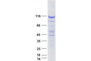 Western Blotting (WB) image for Striatin Interacting Protein 1 (STRIP1) protein (Myc-DYKDDDDK Tag) (ABIN2732906)
