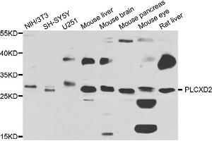 Western blot analysis of extracts of various cell lines, using PLCXD2 antibody. (PLCXD2 抗体)