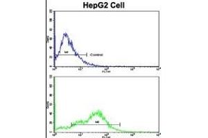 Flow cytometric analysis of HepG2 cells using CD38 Antibody (C-term)(bottom histogram) compared to a negative control cell (top histogram).