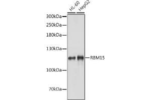 Western blot analysis of extracts of various cell lines, using RBM15 antibody (ABIN1682491, ABIN3019286, ABIN3019287, ABIN5664924 and ABIN6220805) at 1:1000 dilution.
