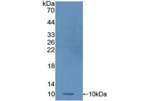 Detection of Recombinant PRM1, Human using Polyclonal Antibody to Protamine 1 (PRM1) (PRM1 抗体  (AA 2-51))