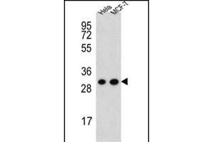 CYC1 Antibody (C-term) (ABIN651531 and ABIN2840281) western blot analysis in Hela,MCF-7 cell line lysates (35 μg/lane). (Cytochrome C1 抗体  (C-Term))