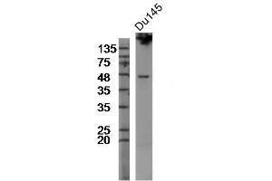 Du145 cell lysates, probed with Rabbit Anti-TMPRSS2 Polyclonal Antibody, Unconjugated  at 1:300 overnight at 4˚C. (TMPRSS2 抗体  (AA 301-400))