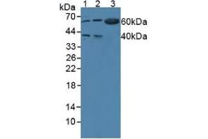 Western blot analysis of (1) Human 293T Cells, (2) Human BXPC-3 Cells and (3) Mouse Pancreas Tissue. (WARS 抗体  (AA 247-458))