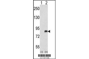 Western blot analysis of ADRBK2 using rabbit polyclonal ADRBK2 Antibody using 293 cell lysates (2 ug/lane) either nontransfected (Lane 1) or transiently transfected with the ADRBK2 gene (Lane 2).