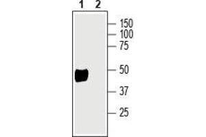 Western Blotting (WB) image for anti-ATPase, Na+/K+ Transporting, beta 2 Polypeptide (ATP1B2) (AA 99-112), (Extracellular) antibody (ABIN7042952)
