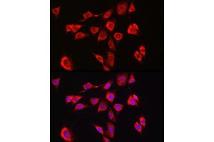 Immunofluorescence analysis of NIH/3T3 cells using P4HB Rabbit pAb (ABIN6134876 and ABIN6145140) at dilution of 1:150 (40x lens). (P4HB 抗体)