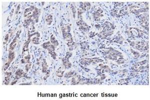 Immunohistochemistry (IHC) image for anti-Retinol Binding Protein 4, Plasma (RBP4) (AA 19-201) antibody (ABIN356230)