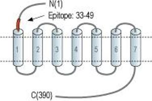 anti-Serotonin Receptor 1B (HTR1B) (AA 33-49), (Extracellular), (N-Term) antibody