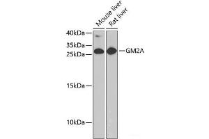 Western blot analysis of extracts of various cell lines using GM2A Polyclonal Antibody at dilution of 1:1000. (GM2A 抗体)