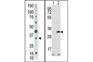 Image no. 1 for anti-CD82 (CD82) (C-Term) antibody (ABIN358740) (CD82 抗体  (C-Term))