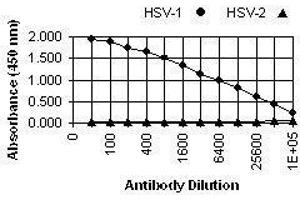 ELISA image for anti-Herpes Simplex Virus Type 1, Glycoprotein E (HSV1 gE) antibody (ABIN265562) (HSV1 gE 抗体)