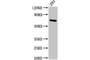 Western Blot Positive WB detected in: 293 whole cell lysate All lanes: HSPA1A antibody at 4. (HSP70 1A 抗体  (AA 418-512))