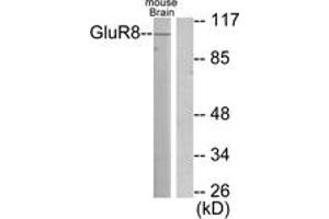 Western blot analysis of extracts from mouse brain cells, using mGluR8 Antibody. (GRM8 抗体  (AA 841-890))