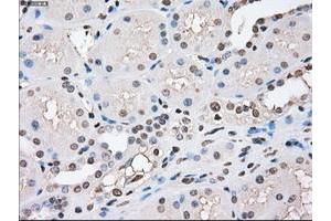 Image no. 13 for anti-P450 (Cytochrome) Oxidoreductase (POR) antibody (ABIN1497743) (POR 抗体)