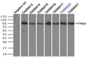 Image no. 2 for anti-TYRO3 Protein Tyrosine Kinase (TYRO3) antibody (ABIN1501606) (TYRO3 抗体)