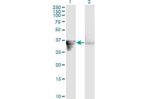 Western Blotting (WB) image for anti-Growth Arrest-Specific 2 (GAS2) (AA 1-110) antibody (ABIN561000)