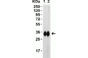 Western Blot Validation with SARS-CoV-2 (COVID-19) Spike RBD Recombinant Protein Loading: 30 ng per lane of SARS-CoV-2 (COVID-19) Spike RBD recombinant protein, 10-303. (SARS-CoV-2 Spike 抗体  (RBD))
