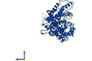 Protein Structure (PS) image for Cytochrome P450, Family 2, Subfamily R, Polypeptide 1 (CYP2R1) (AA 1-501) protein (His tag) (ABIN7546790)