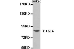 Western blot analysis of extracts of Jurkat cell line, using STAT4 antibody at dilution of 1:300. (STAT4 抗体  (AA 600-700))