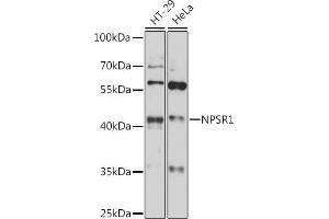 Western blot analysis of extracts of various cell lines, using NPSR1 antibody (ABIN7268886) at 1:1000 dilution. (NPSR1 抗体  (C-Term))