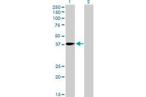 Western Blot analysis of PNMA1 expression in transfected 293T cell line by PNMA1 MaxPab polyclonal antibody. (PNMA1 抗体  (AA 1-353))
