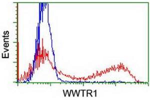 HEK293T cells transfected with either RC204082 overexpress plasmid (Red) or empty vector control plasmid (Blue) were immunostained by anti-WWTR1 antibody (ABIN2454926), and then analyzed by flow cytometry. (WWTR1 抗体)