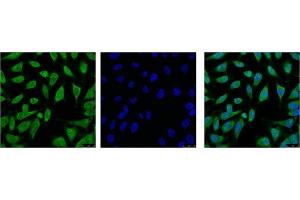 IF analysis of Hela with antibody (Left) and DAPI (Right) diluted at 1:100. (HSPA1L 抗体)