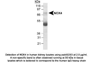 Image no. 1 for anti-NADPH Oxidase 4 (NOX4) (AA 100-200) antibody (ABIN363602)
