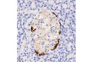 Immunohistochemistry of paraffin embedded rat pancreas using GLP1 (ABIN7074053) at dilution of 1:800 (400x lens)