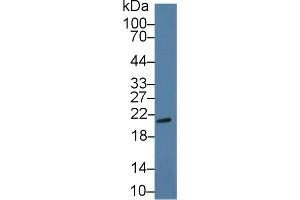 Detection of CSN1 in Mouse Mastadenoma lysate using Polyclonal Antibody to Casein Alpha (CSN1)