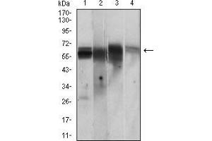 Western blot analysis using CAMK2G mouse mAb against PC-12 (1), Jurkat (2), T47D (3), HepG2 (4) cell lysate. (CAMKII gamma 抗体  (AA 322-481))