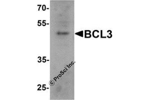 Western Blotting (WB) image for anti-B-Cell CLL/lymphoma 3 (BCL3) (C-Term) antibody (ABIN1077425) (BCL3 抗体  (C-Term))
