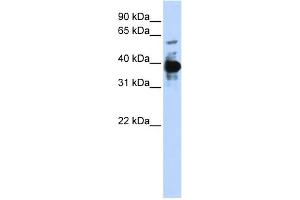 WB Suggested Anti-NFE2 Antibody Titration: 0. (NFE2 抗体  (Middle Region))