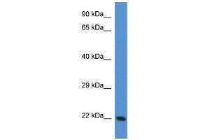 Mouse Liver; WB Suggested Anti-Tagln3 Antibody. (Transgelin 3 抗体  (N-Term))