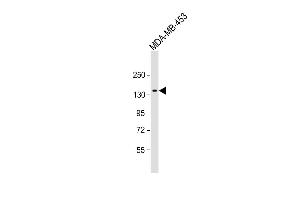 Anti-GRIN2A Antibody (C-term) at 1:1000 dilution + MDA-MB-453 whole cell lysate Lysates/proteins at 20 μg per lane. (NMDAR2A 抗体  (C-Term))