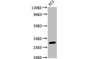 Western Blot Positive WB detected in: PC-3 whole cell lysate All lanes: MRO antibody at 3 μg/mL Secondary Goat polyclonal to rabbit IgG at 1/50000 dilution Predicted band size: 30, 25, 31, 24 kDa Observed band size: 30 kDa