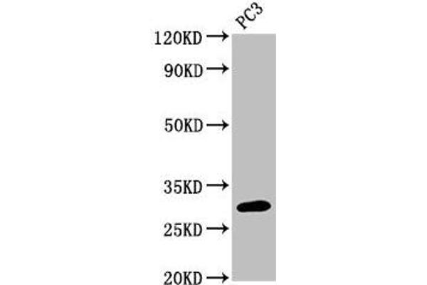 MRO antibody  (AA 12-85)