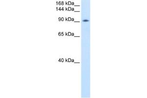 Western Blotting (WB) image for anti-DEAD (Asp-Glu-Ala-Asp) Box Polypeptide 54 (DDX54) antibody (ABIN2461362) (DDX54 抗体)