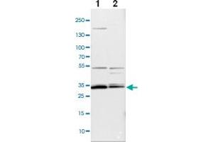 Western blot analysis of cell lysates with APOOL polyclonal antibody ( Cat # PAB27989 ) at 1:100-1:500 dilution. (APOOL 抗体)