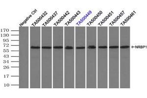 Image no. 3 for anti-Nuclear Receptor Binding Protein 1 (NRBP1) antibody (ABIN1499826) (NRBP1 抗体)