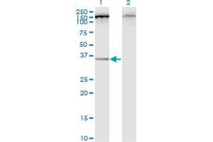 Western Blot analysis of C12orf24 expression in transfected 293T cell line by C12orf24 monoclonal antibody (M01), clone 2G4-1A1. (C12ORF24 抗体  (AA 1-273))