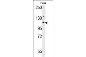 Western Blot in Hela cell line lysates (35ug/lane). (ADCY4 抗体  (AA 415-441))