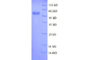 SDS-PAGE (SDS) image for Glutathione S-Transferase pi 1 (GSTP1) (AA 2-210), (full length) protein (GST tag) (ABIN1047084)