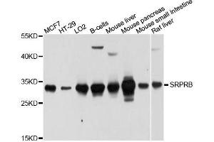 Western blot analysis of extracts of various cell lines, using SRPRB antibody. (SRPRB 抗体  (AA 57-271))