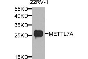 Western blot analysis of extracts of 22Rv1 cells, using METTL7A antibody (ABIN5974519) at 1/1000 dilution. (METTL7A 抗体)
