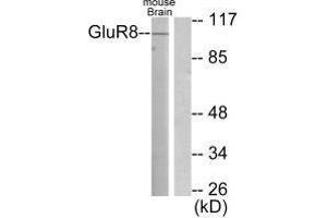 Western blot analysis of extracts from mouse brain, using GluR8 antibody. (GRM8 抗体)