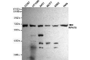 Western blot detection of R in Hela,A431,MCF7,COS7,H and K562 cell lysates using R mouse mAb (1:1000 diluted). (RPA1 抗体)