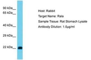 Image no. 1 for anti-Ras-related Protein Ral-A (rala) (N-Term) antibody (ABIN6750364) (rala 抗体  (N-Term))