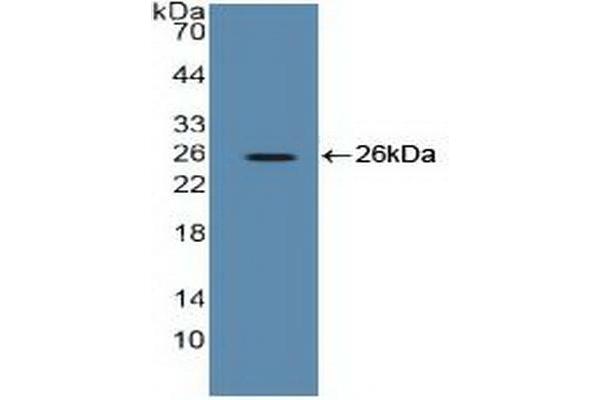 EEF2 antibody  (AA 32-233)